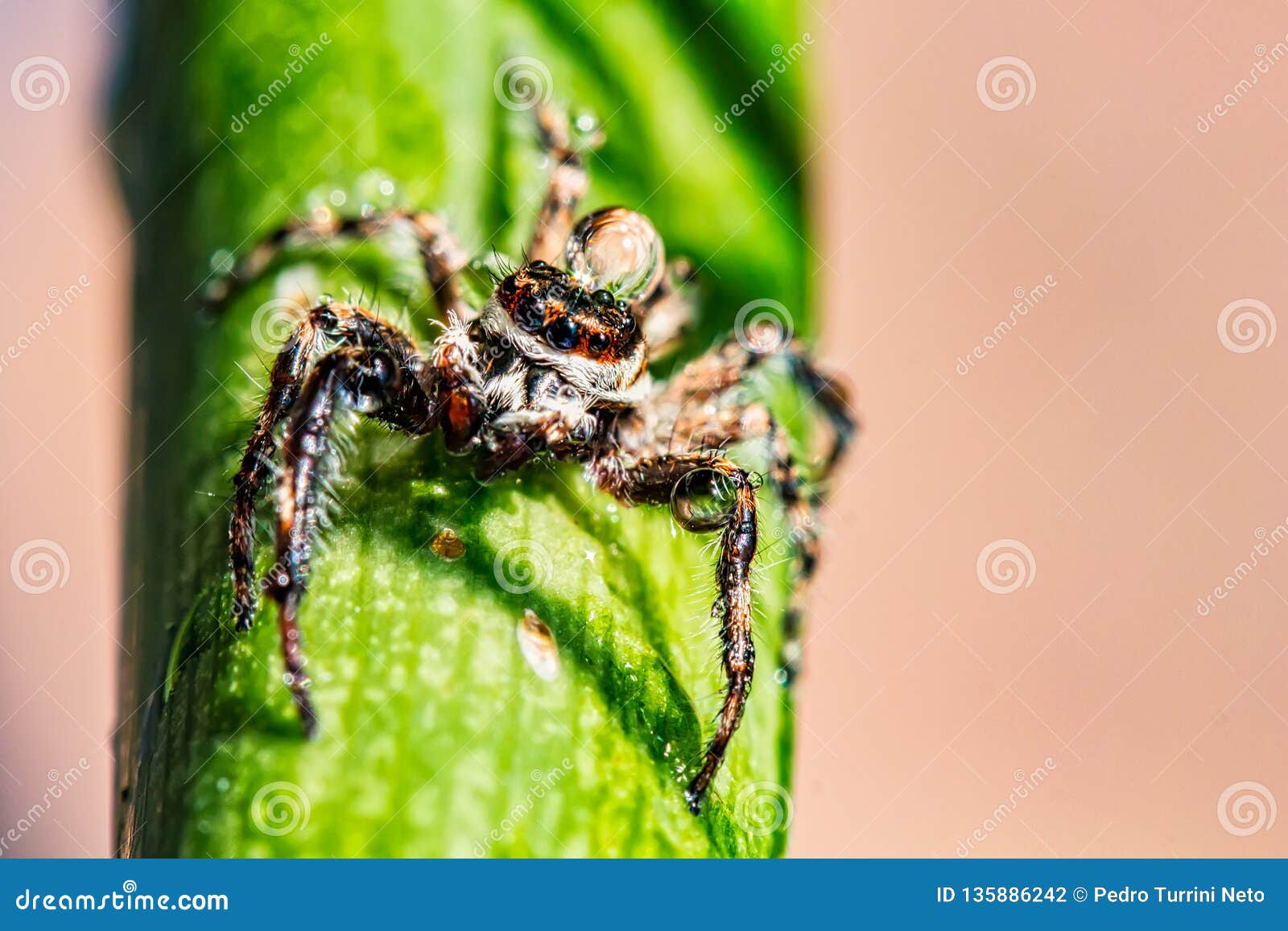 Macro Jumping Spider Water Drop Head Stock Photos Download 14 Royalty