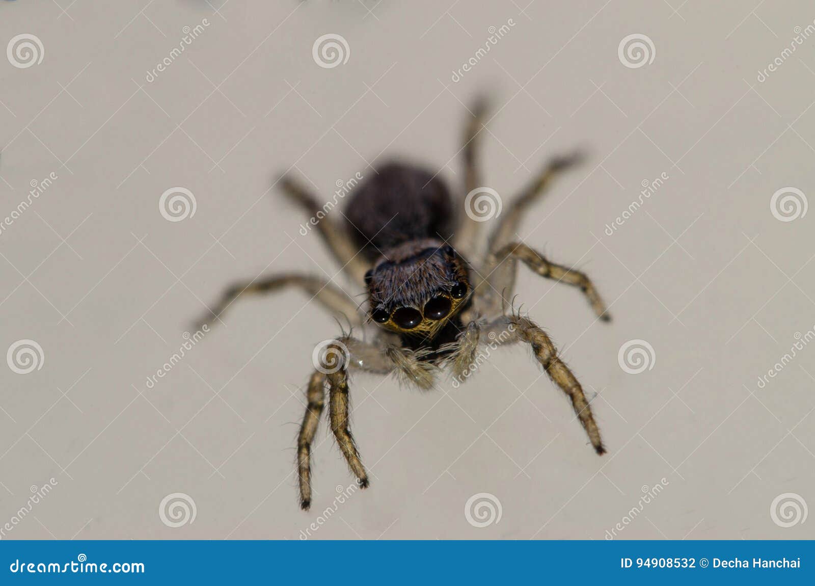 jumping spider