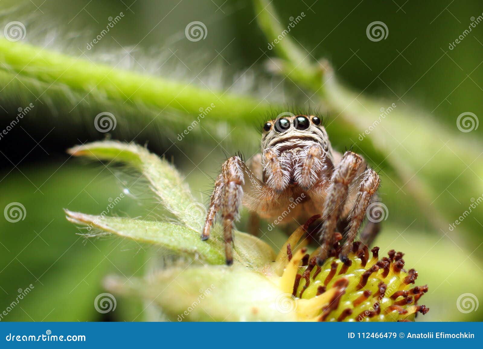 jumping spiders live in a variety of places.