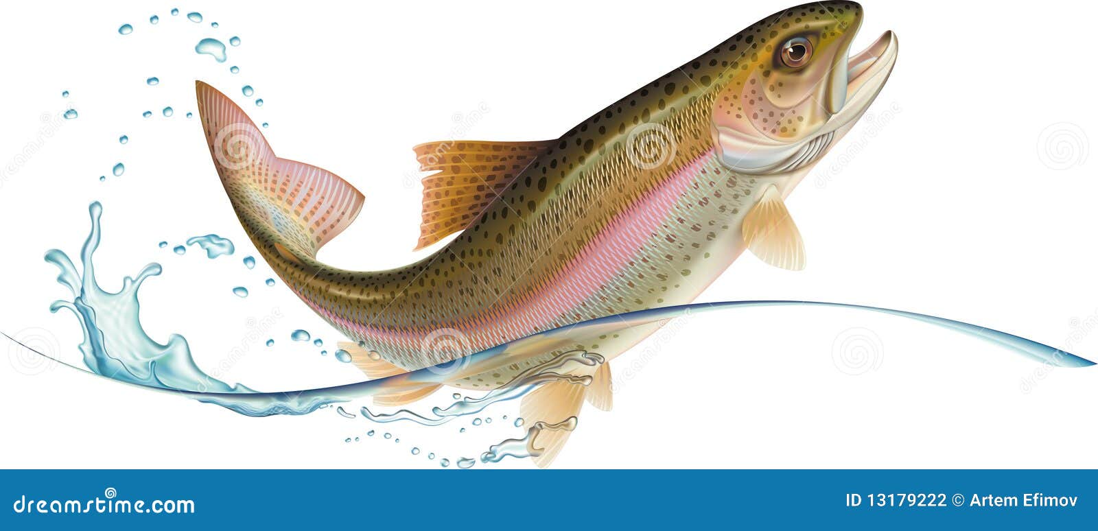 clipart trout fish - photo #39