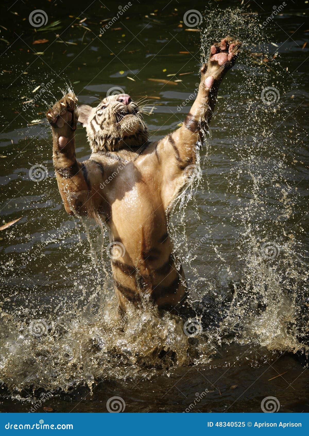 Jumping White Tiger stock image. Image of jumping, male 48340525