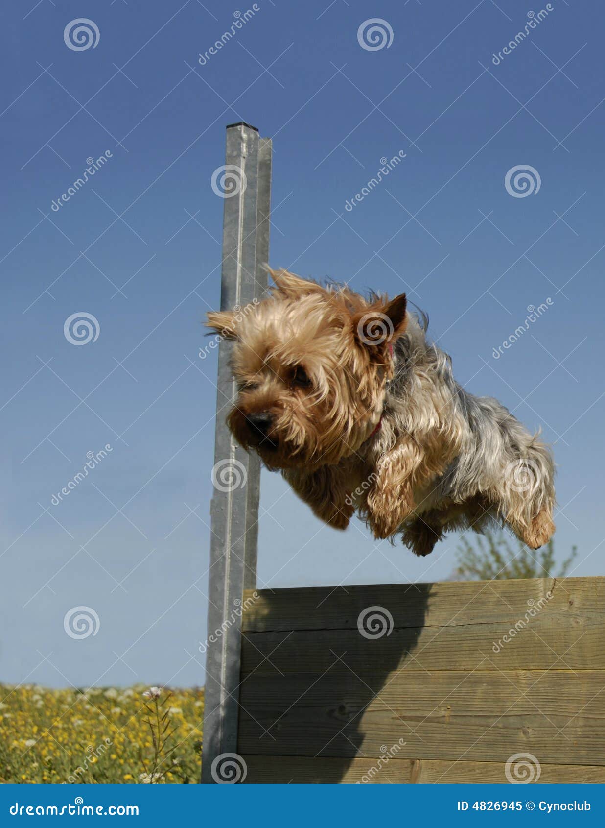 Jumping yorkshire stock image. Image of miniature, agility 4826945