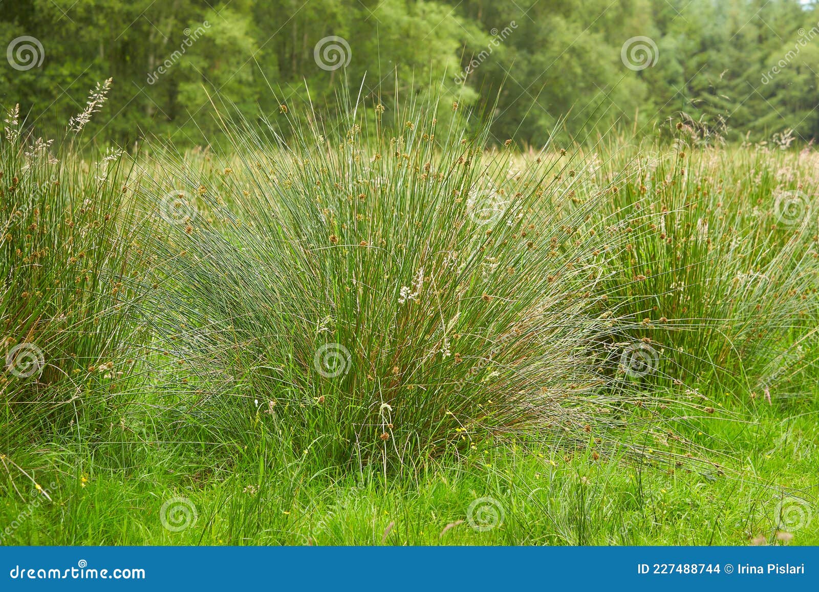 juncus effusus soft rush is used for tatami mat materials in japan.