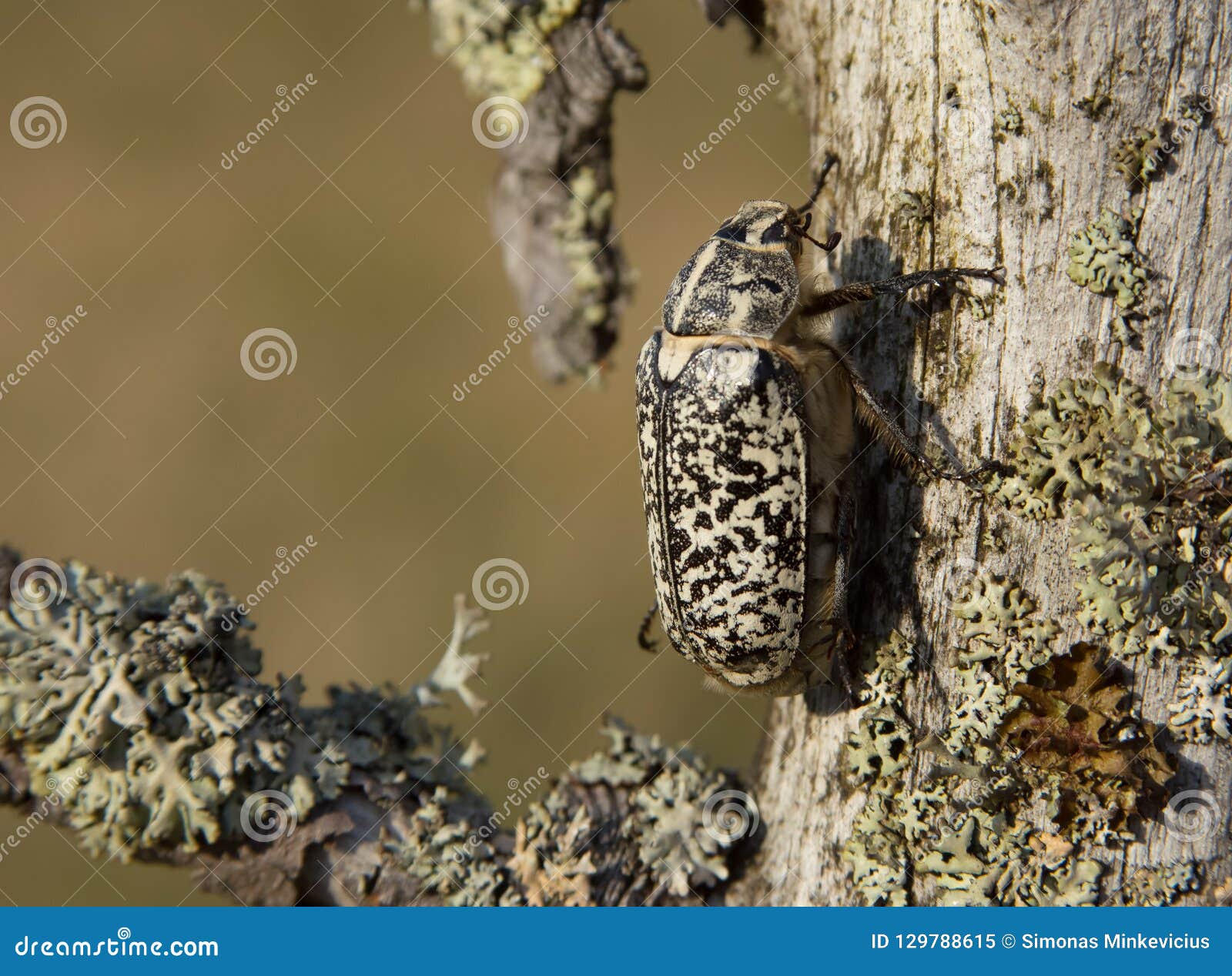 june beetle - walker - polyphylla fullo