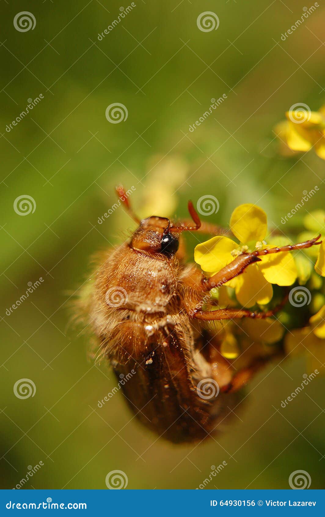 The June Bug Sits on a Yellow Flower Stock Photo Image of yellow, bugs 64930156