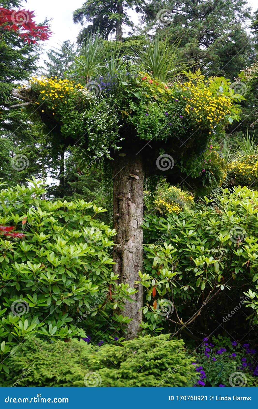 Juneau Alaska Glacier Gardens Is A Rainforest Botanical Garden