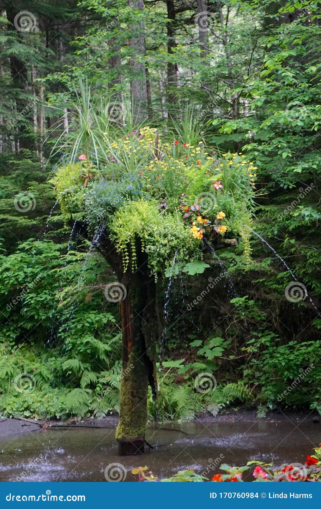 Juneau Alaska Glacier Gardens Is A Rainforest Botanical Garden