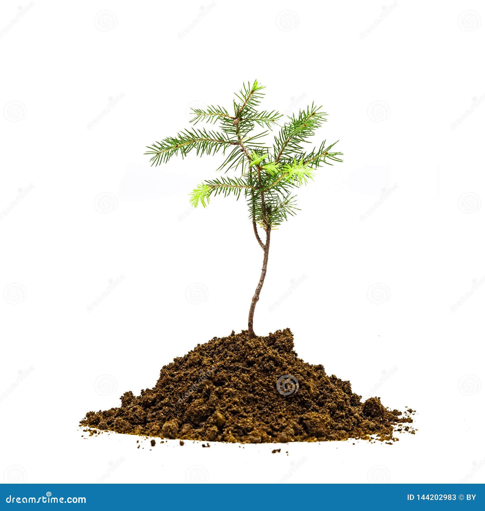 Jung Tree in soil stock image. Image of cedar, plant 144202983