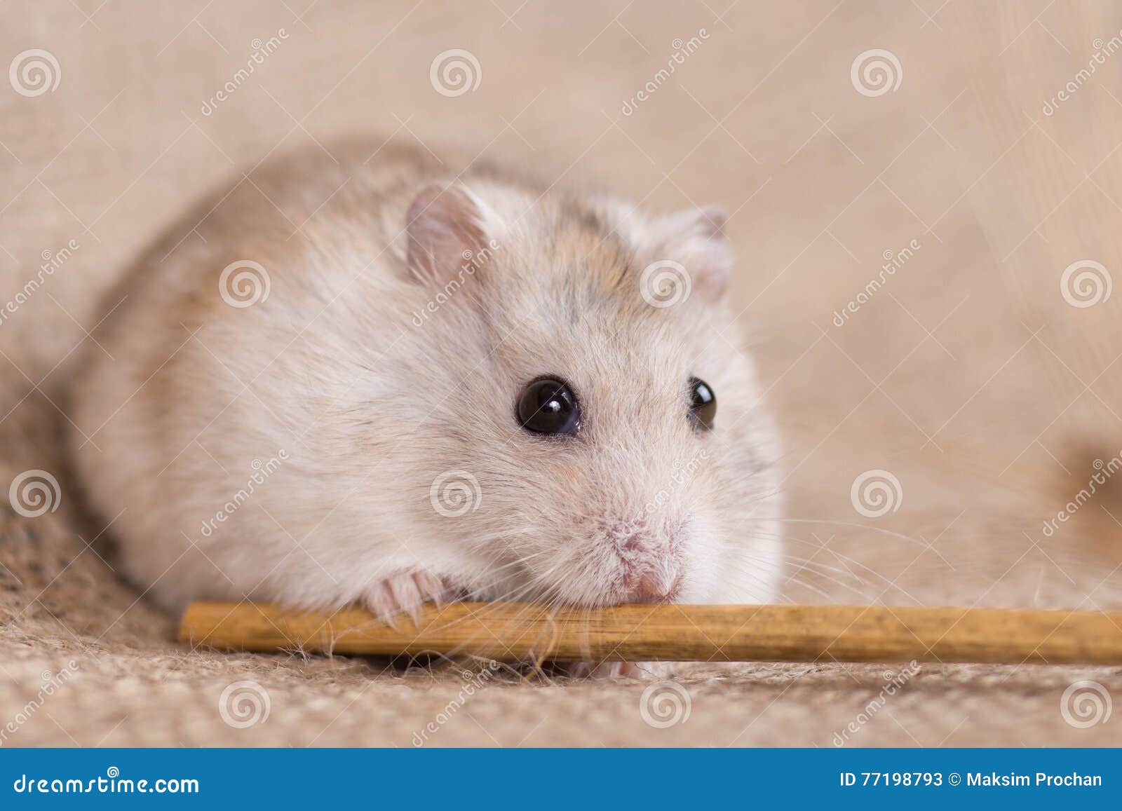 Jungar Dwarf Hamster Eating Seeds from the Stalk of Oats Stock Image Image of bread