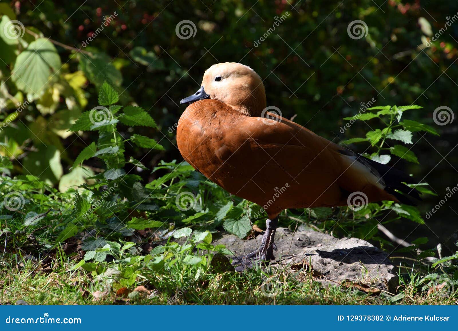 Junge Braune Ente Auf Dem Gras Stockfoto - Bild von jung, gras: 129378382