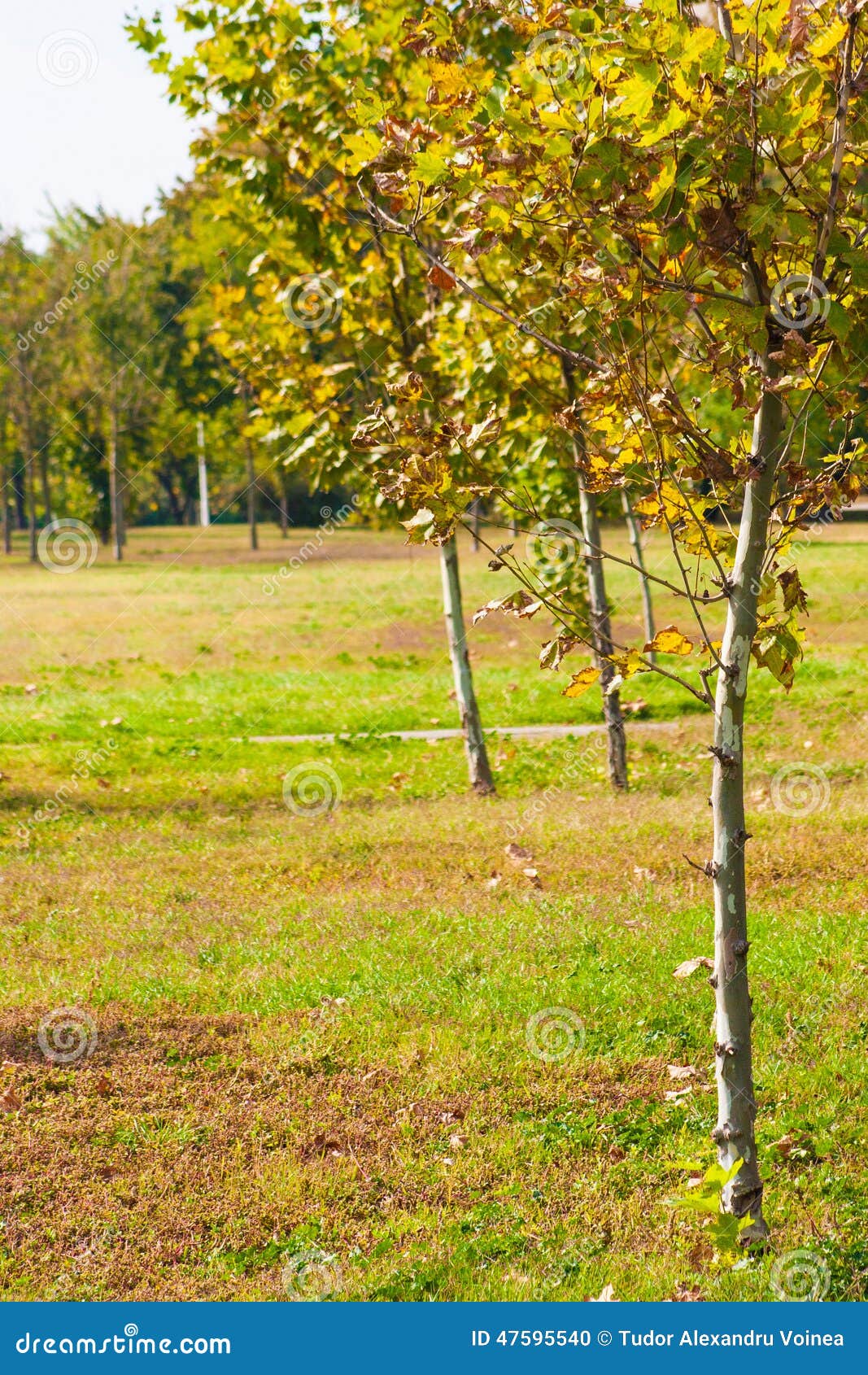 Junge Bäume an den ersten Tagen von Oktober mit einem undeutlichen Hintergrund