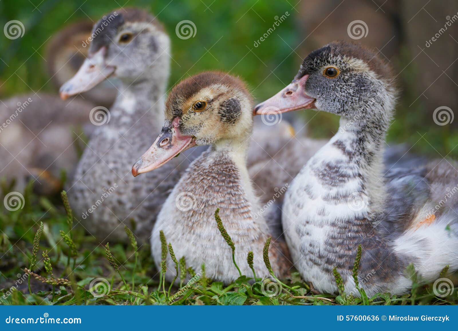 Junge Enten Auf Traditioneller Freilandgeflügelfarm Stockfoto - Bild ...