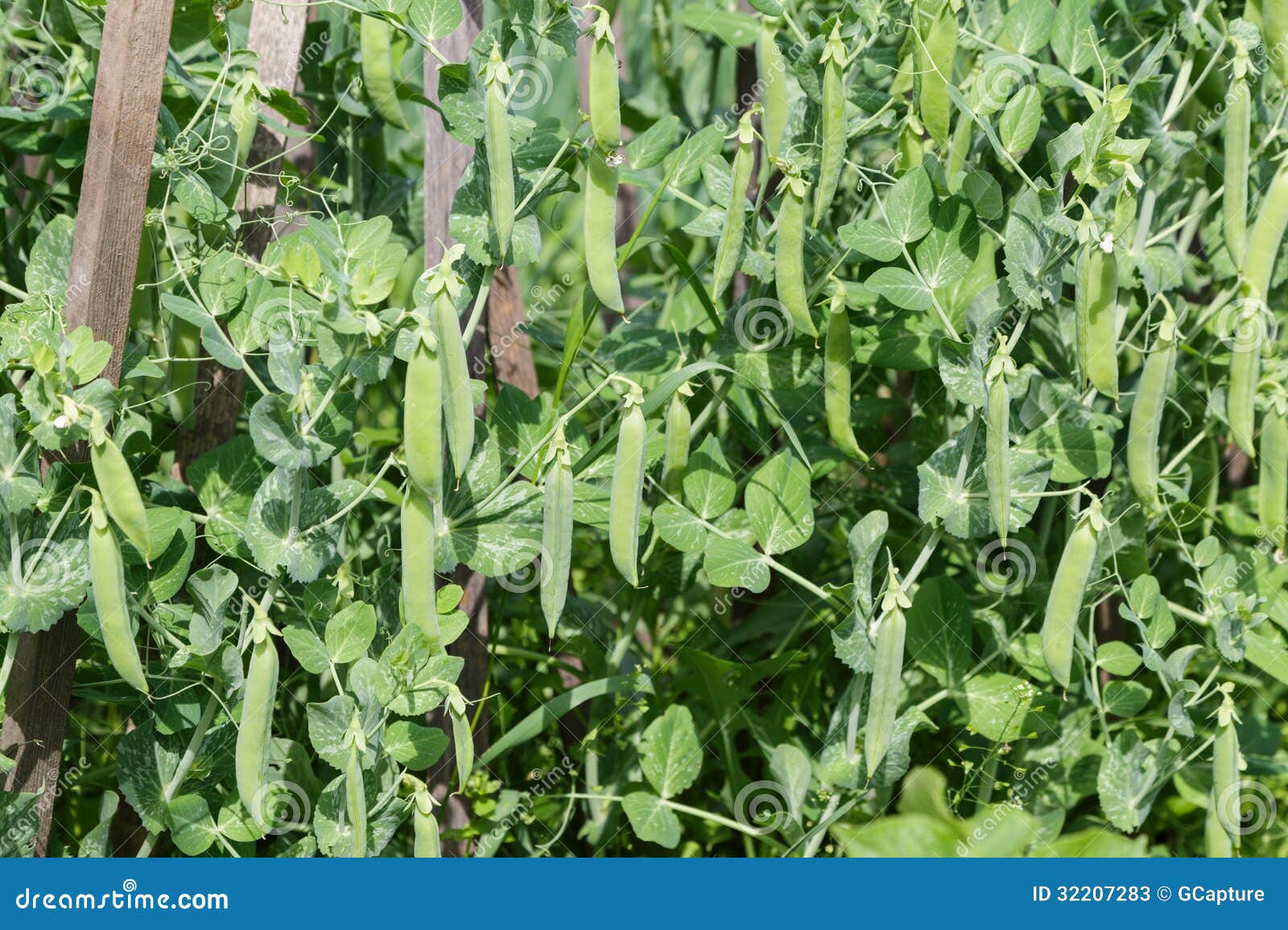 Junge Erbsen, Die Im Garten Wachsen Stockbild Bild von bohne