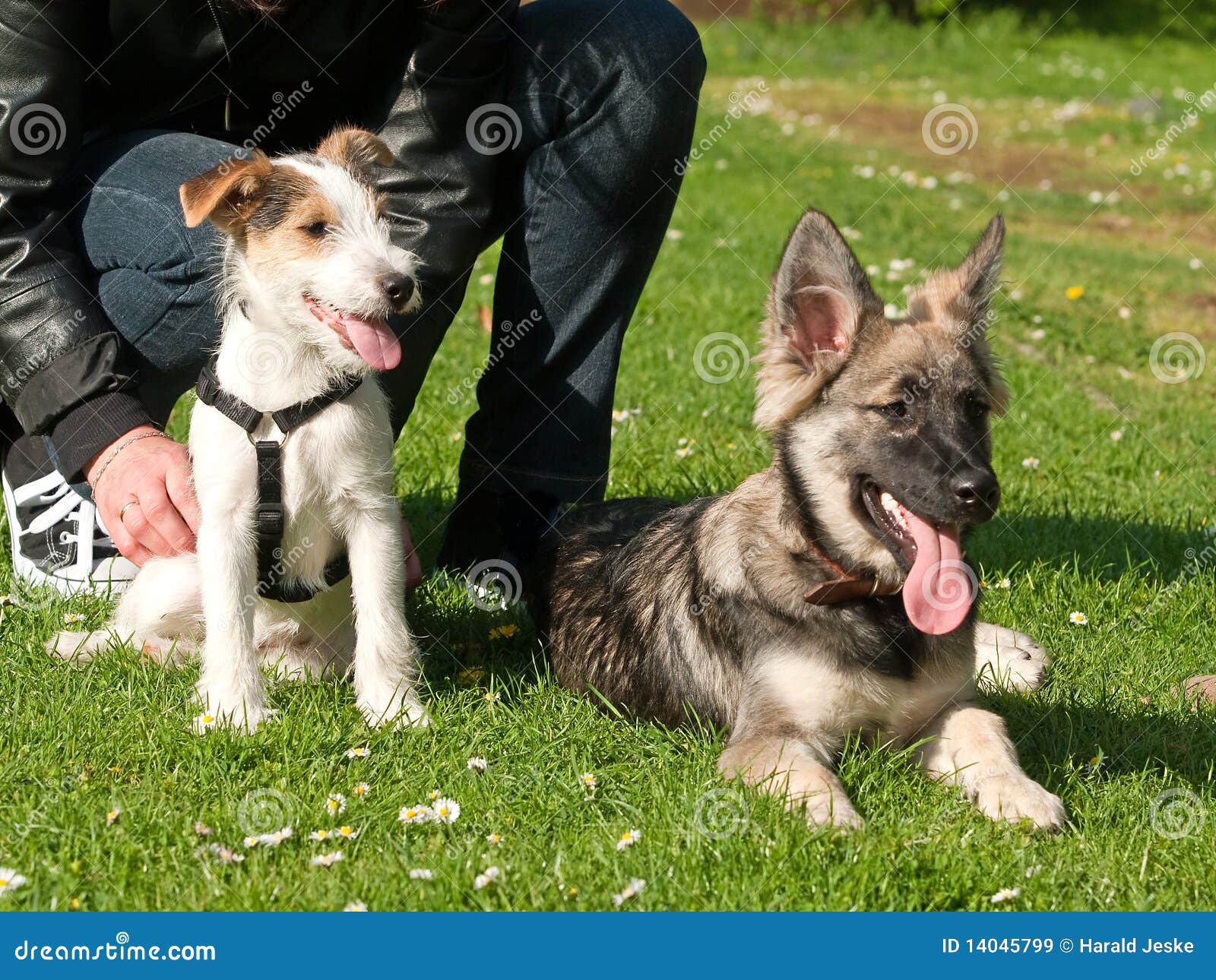 Junge Hunde Lizenzfreie Stockbilder Bild 14045799