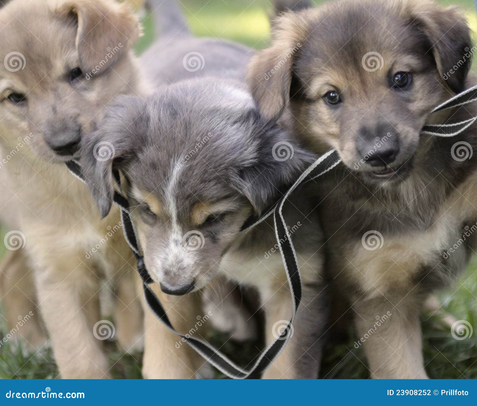 Junge Hunde stockfoto. Bild von braun, jugendlich, säugetier 23908252