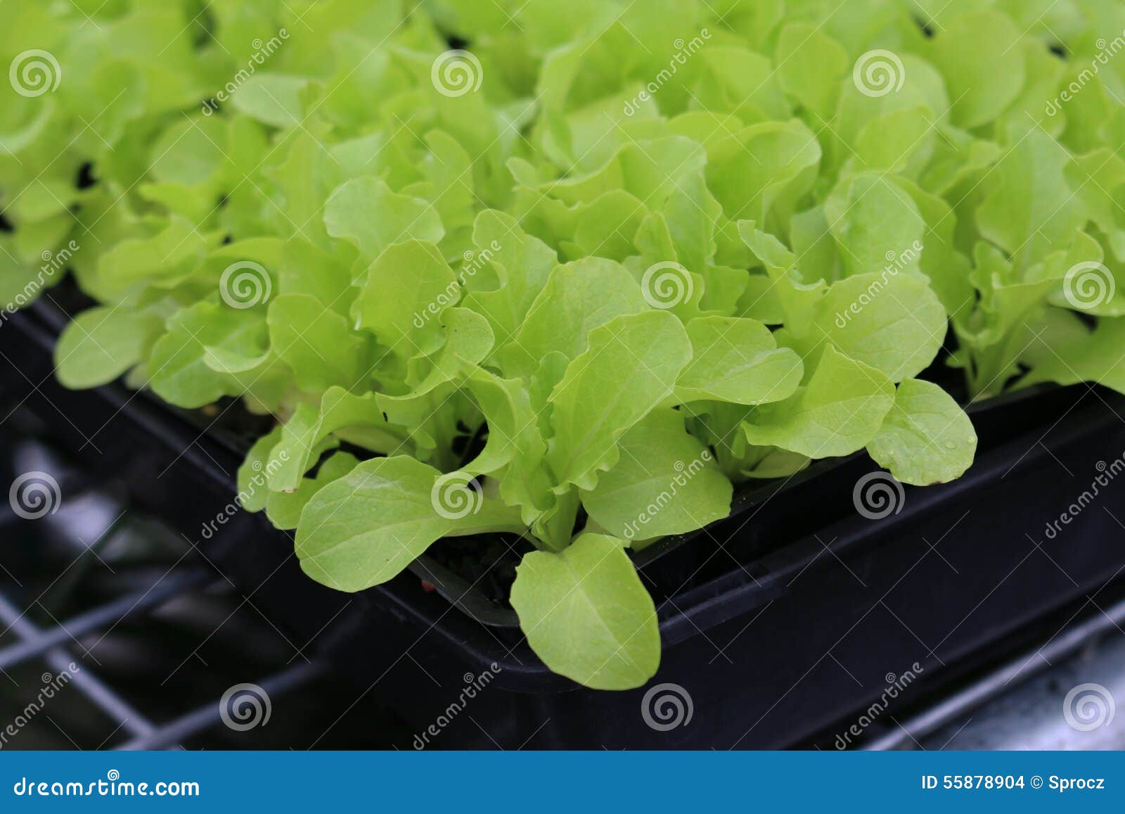 Junge Kopfsalat-Anlagen. Eine Zelle, ein Stecker oder ein Zwischenlagenbehälter jungen Oakleaf-Kopfsalates pflanzt das Wachsen in einer Kindertagesstätte