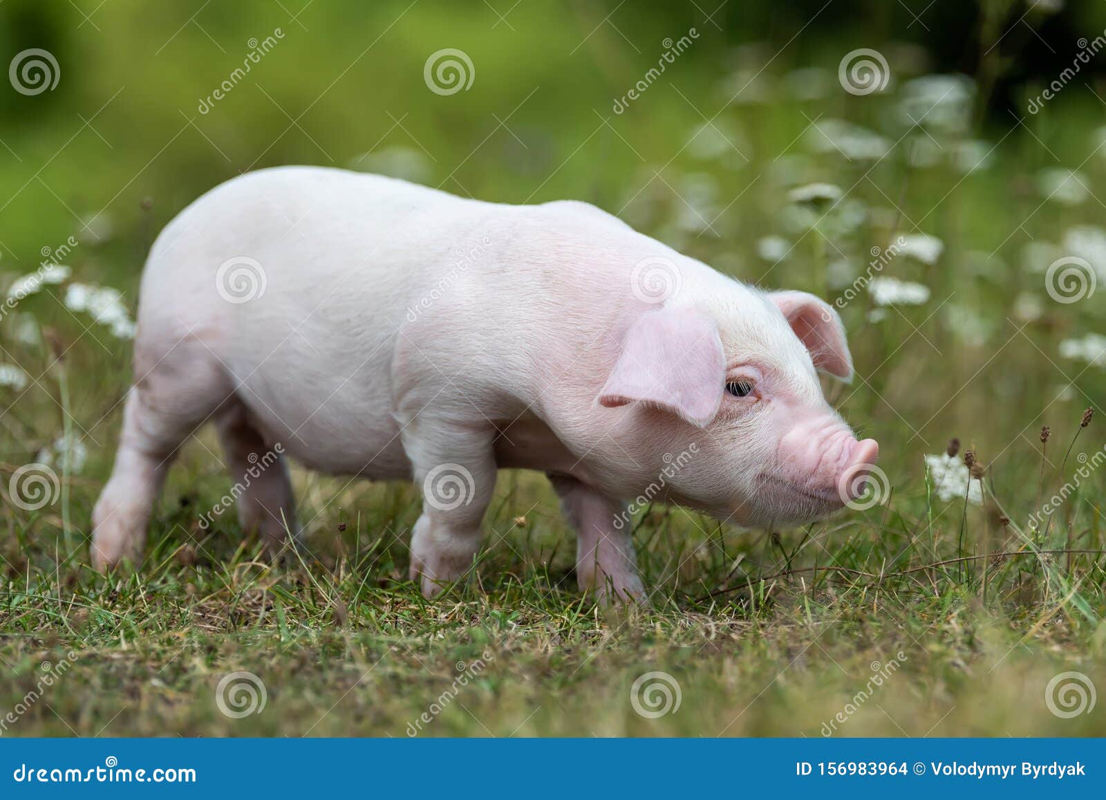 176 Lustige Schweine Fotos Kostenlose Und Royalty Free Stock Fotos Von Dreamstime