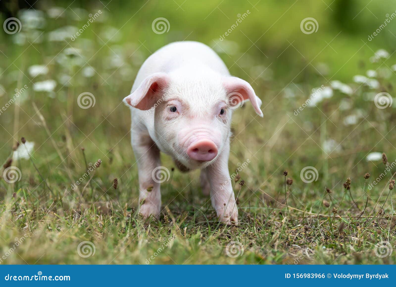 Junge Lustige Schweine Auf Grunem Gras Stockfoto Bild Von Schweine Gras