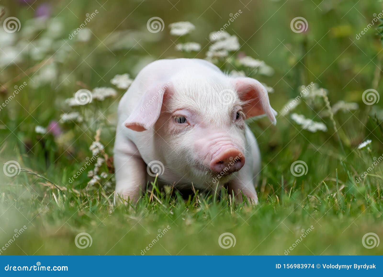 176 Lustige Schweine Fotos Kostenlose Und Royalty Free Stock Fotos Von Dreamstime