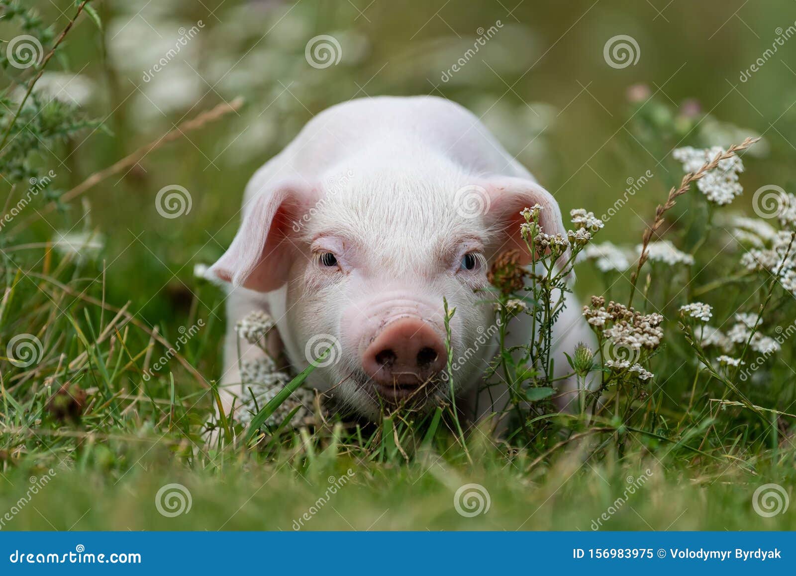 176 Lustige Schweine Fotos Kostenlose Und Royalty Free Stock Fotos Von Dreamstime