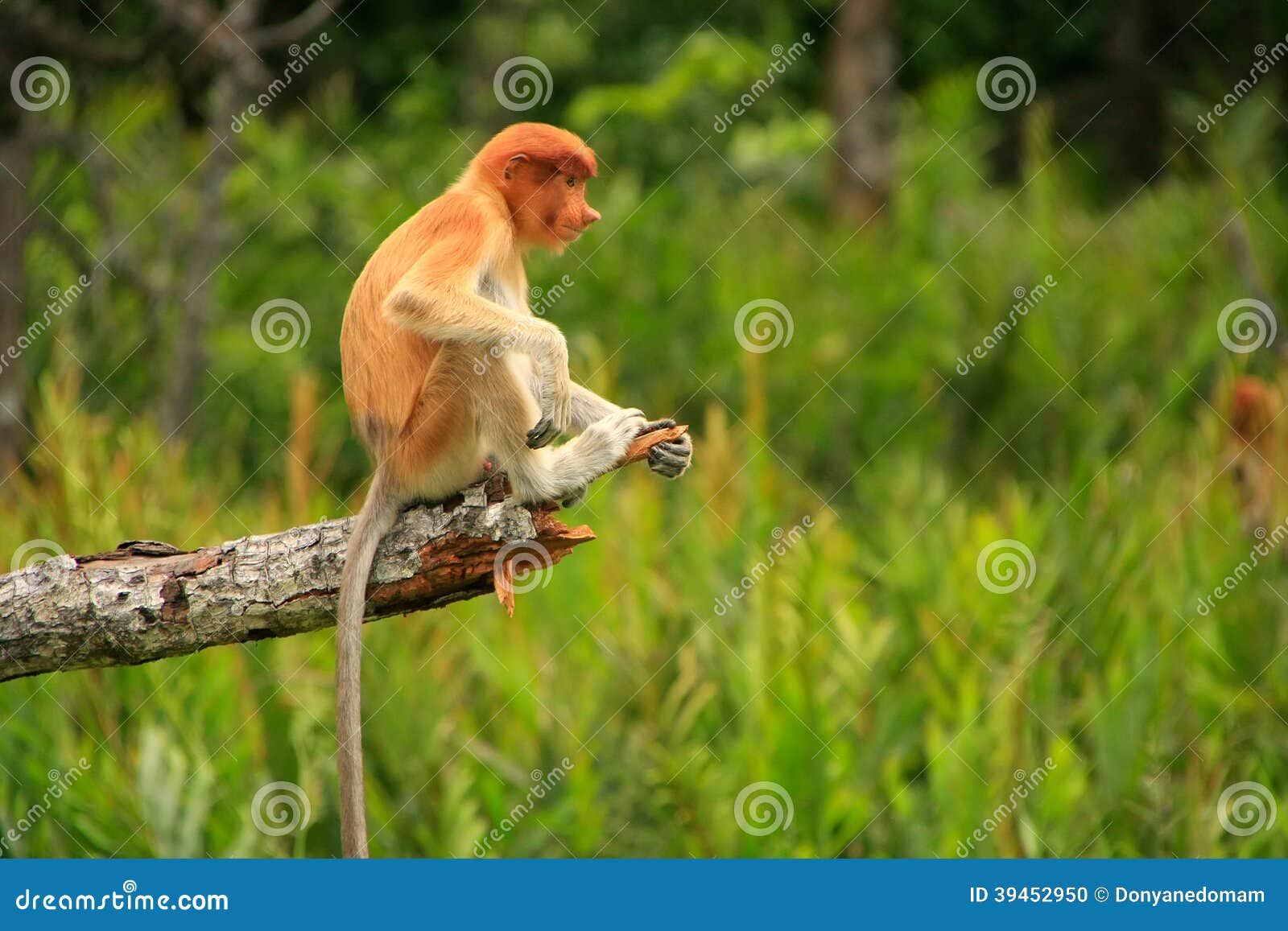 Junge Nasenaffe, Die Auf Einem Baum, Borneo Sitzt Stockfoto - Bild von ...