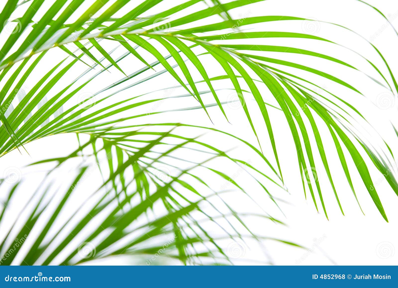 Junge Palmenwedel stockfoto. Bild von stamm, zeilen