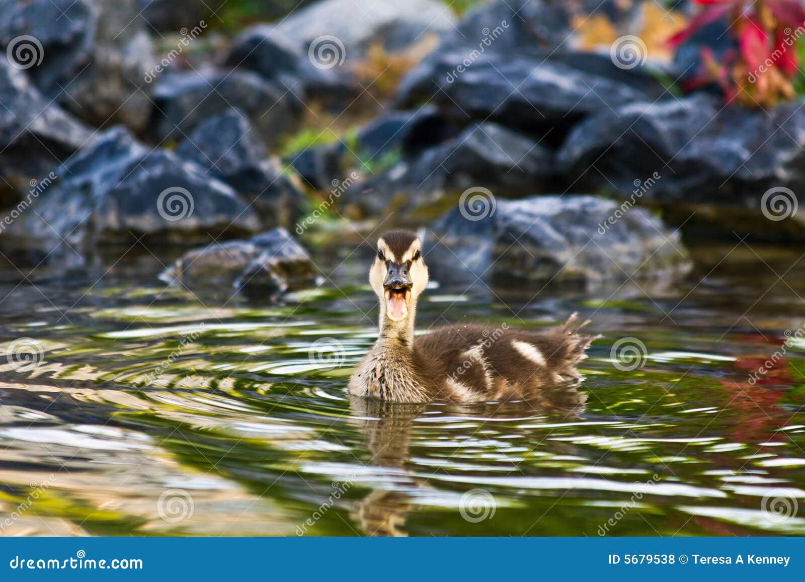 Junge Stockenten-Ente stockfoto. Bild von domestiziert - 5679538