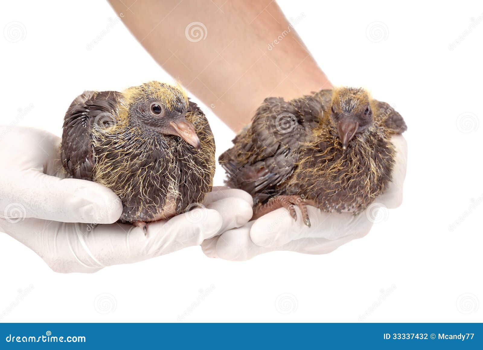 Junge Tauben in den Händen des Tierarztes. Paare von jungen Tauben in den Händen des Tierarztes lokalisiert auf weißem Hintergrund