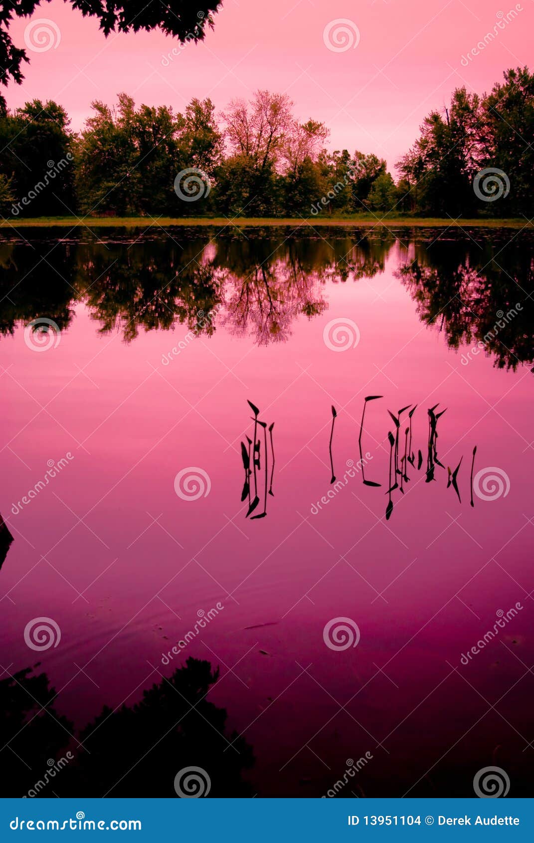 Junge Unkräuter in einem Sumpf-Teich. Eine Versammlung der jungen Unkräuter wachsen aus dem ruhigen Wasser einer Ruhe heraus, Sumpfteich unter einem rosafarbenen Sonnenuntergang.