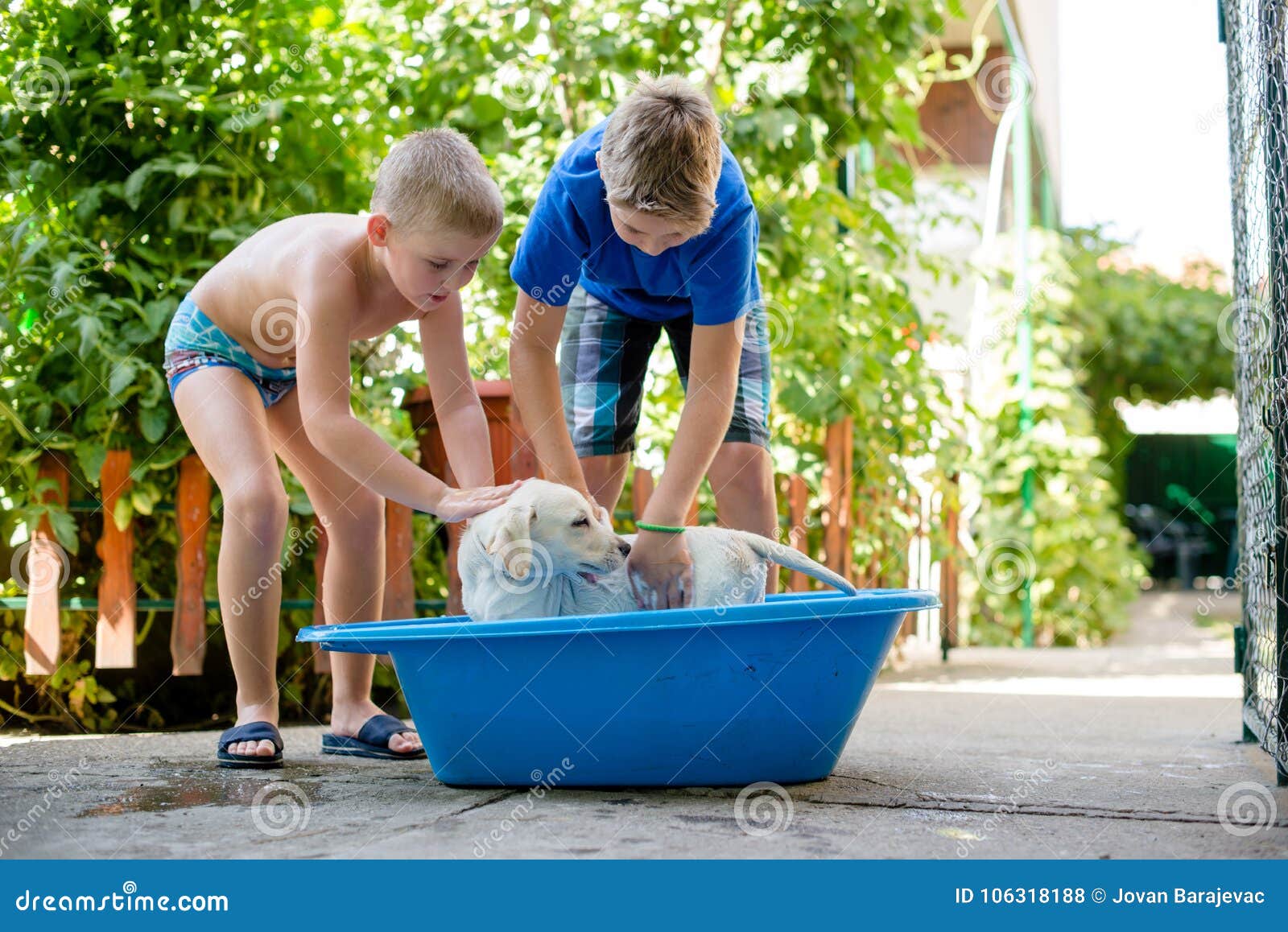 Jungen waschen ihren Hund stockfoto. Bild von garten 106318188