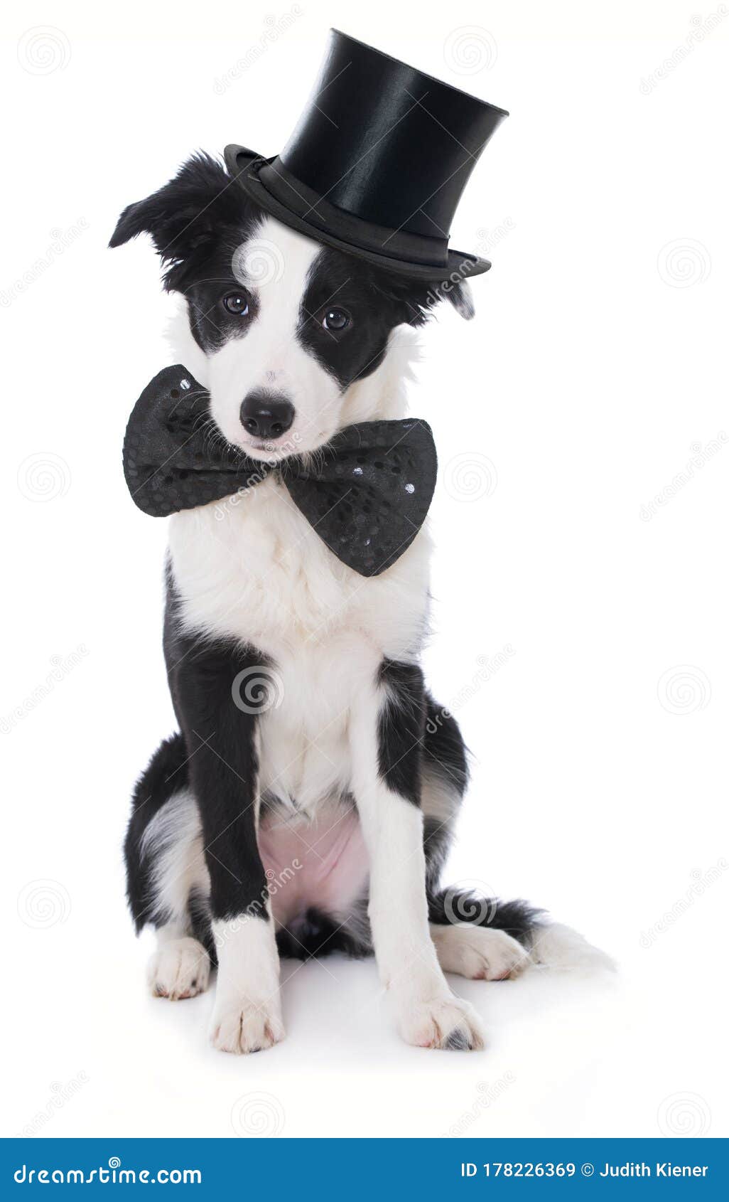 border collie hat