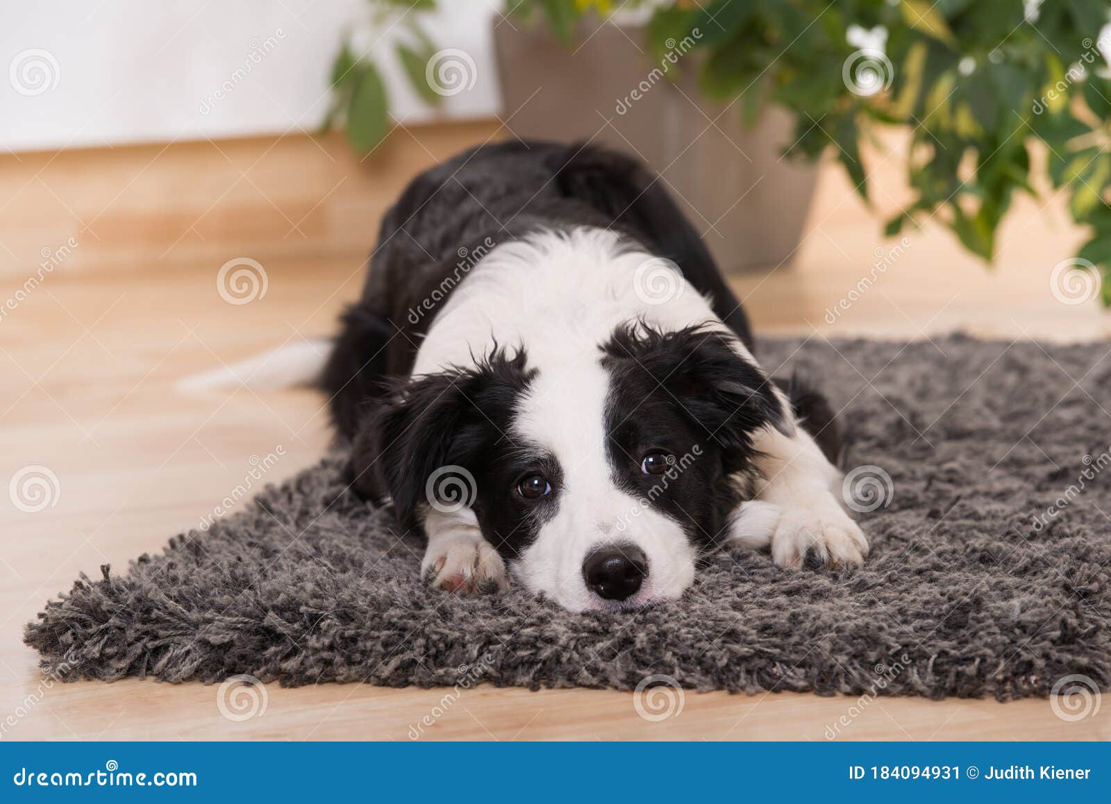 Young Border Collie Dog in a Living Room Stock Image Image of mammal