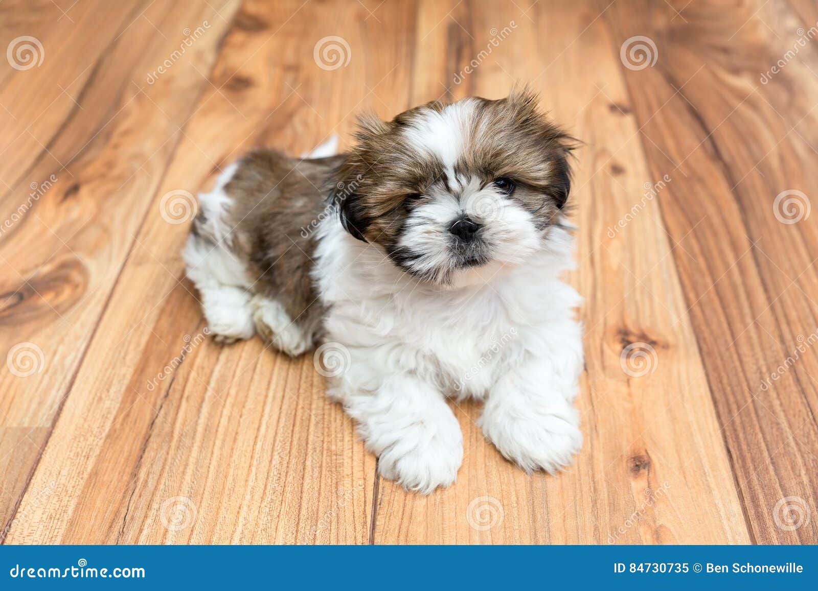 Junger Chi-Chu-Hund, Der Auf Parkettboden Liegt Stockbild - Bild von tier, 84730735