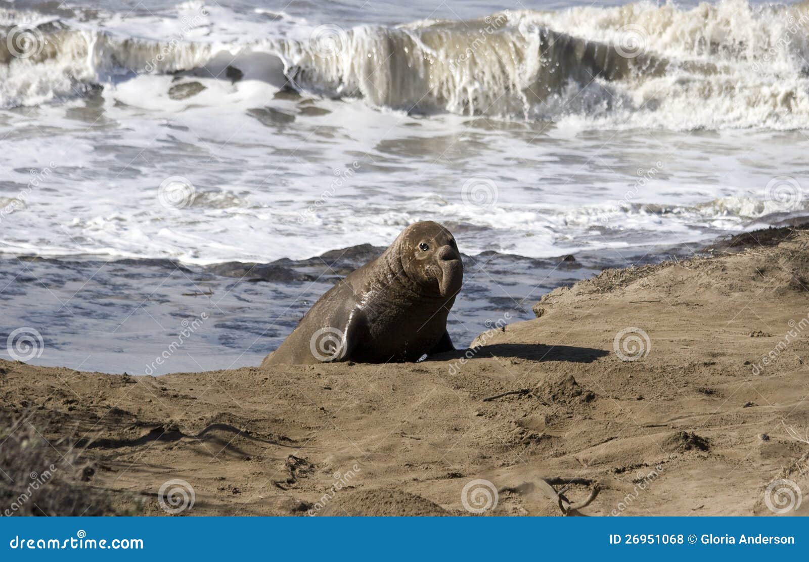 Junger Seeelefant, der aus den Ozean herauskommt. Ein junger männlicher Seeelefant, der auf den Strand aus dem Ozean heraus aufkommt