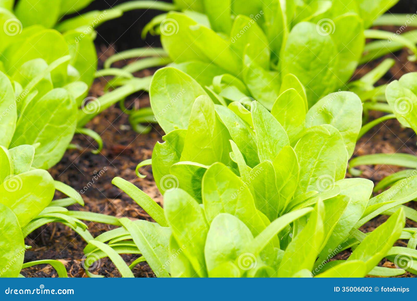 Junger Spinat wächst stockfoto. Bild von garten, suiten - 35006002