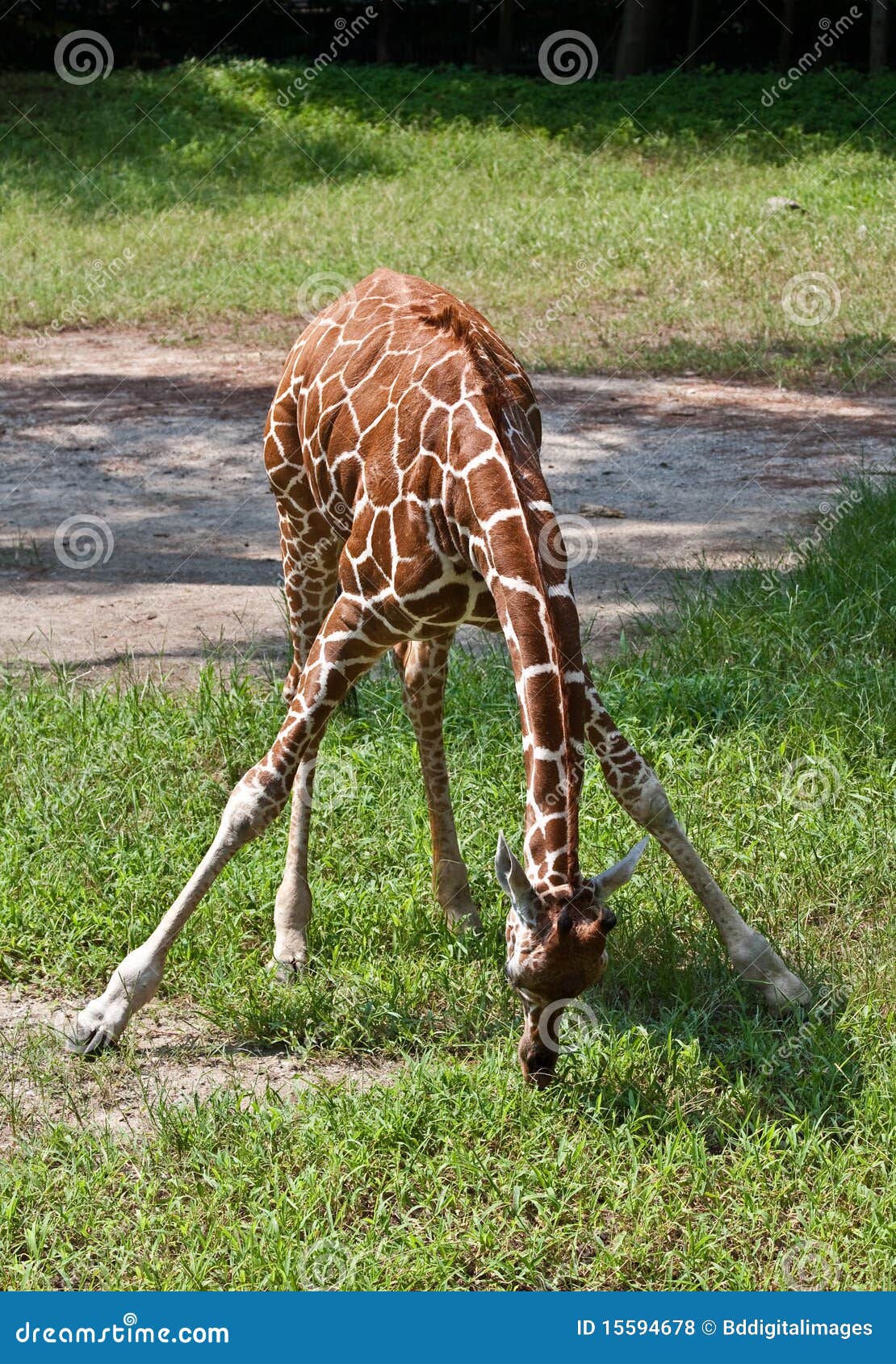 Junges Giraffe-Stillstehen. Junge Giraffe, die unten verbiegt, um Nahrung zu erhalten.