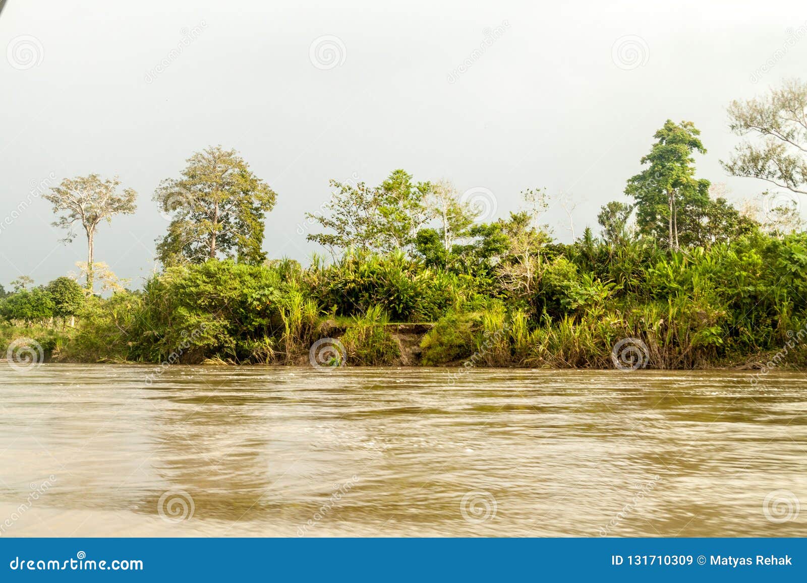 jungle along river napo