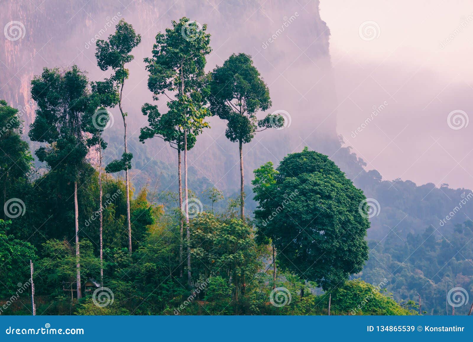 dawn of the jungle dawn of the jungle