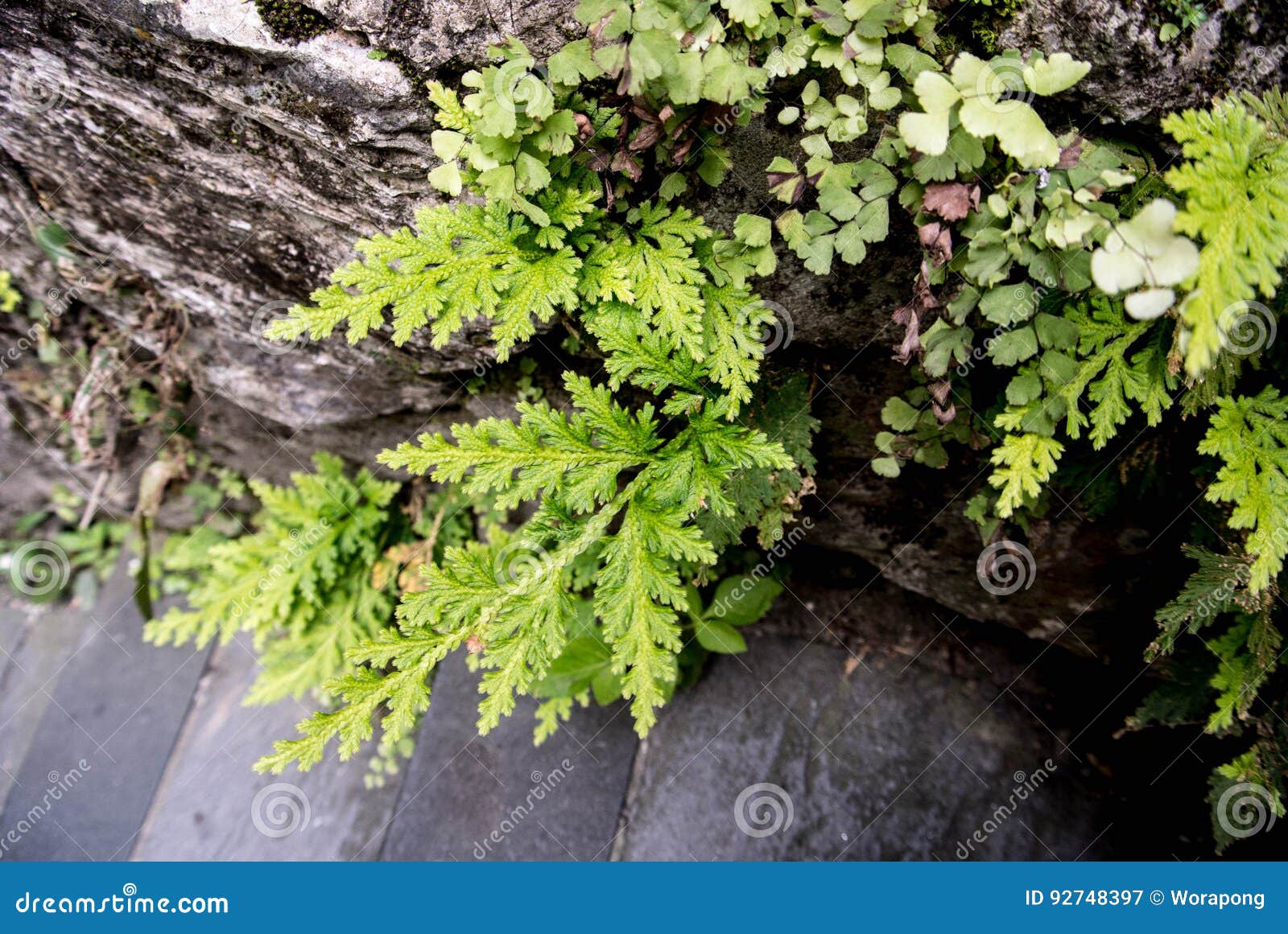 Jungle fern stock image. Image of environment, clean - 92748397