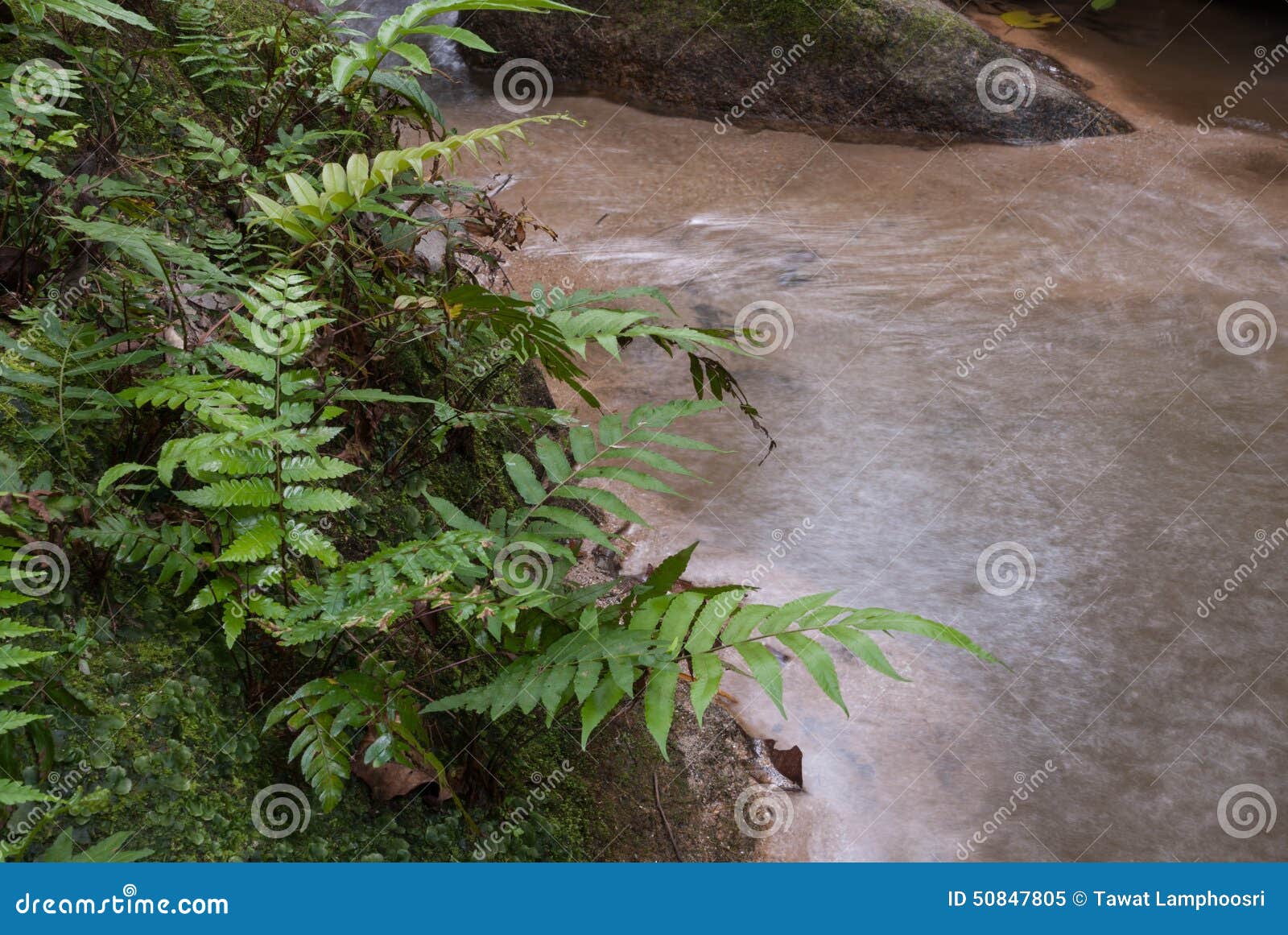 Jungle fern stock image. Image of cold, branches, cool - 50847805