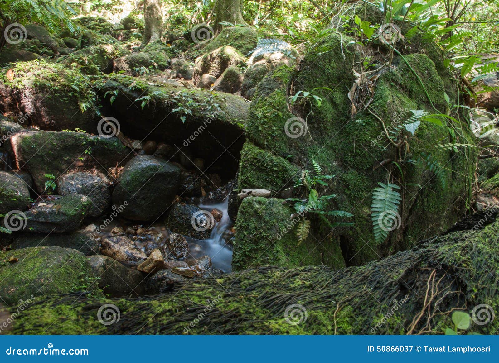 Jungle fern stock image. Image of flowers, amazon, autumn - 50866037