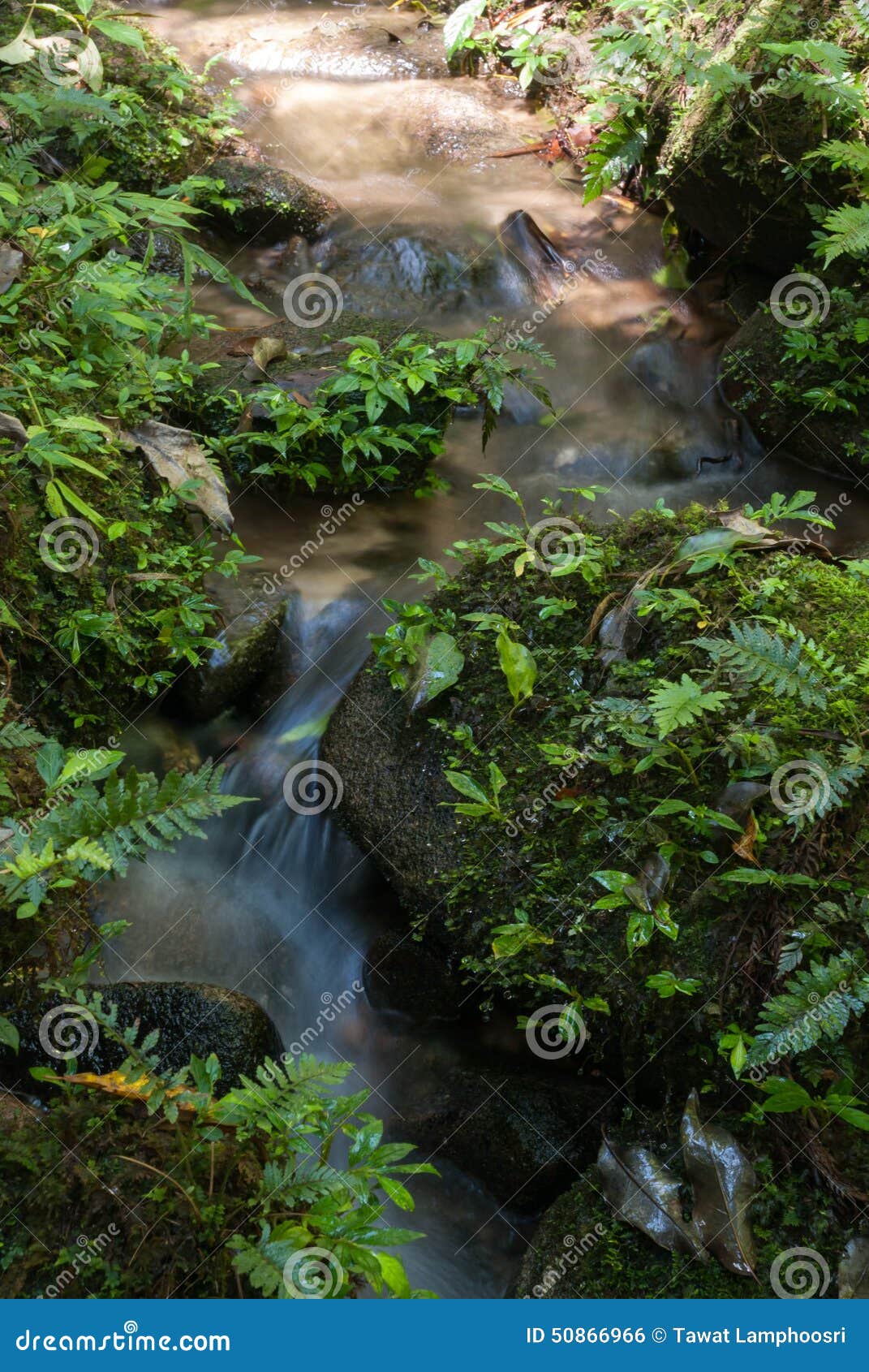 Jungle fern stock photo. Image of computer, electrical - 50866966