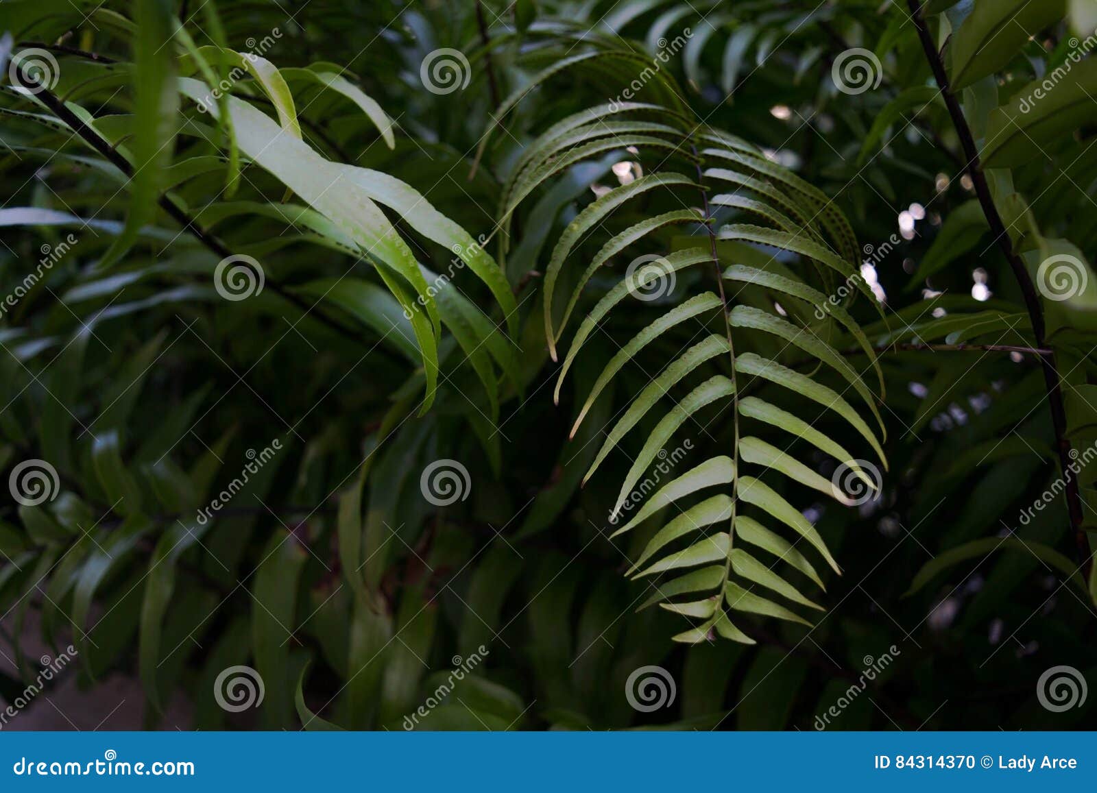 jungle fern