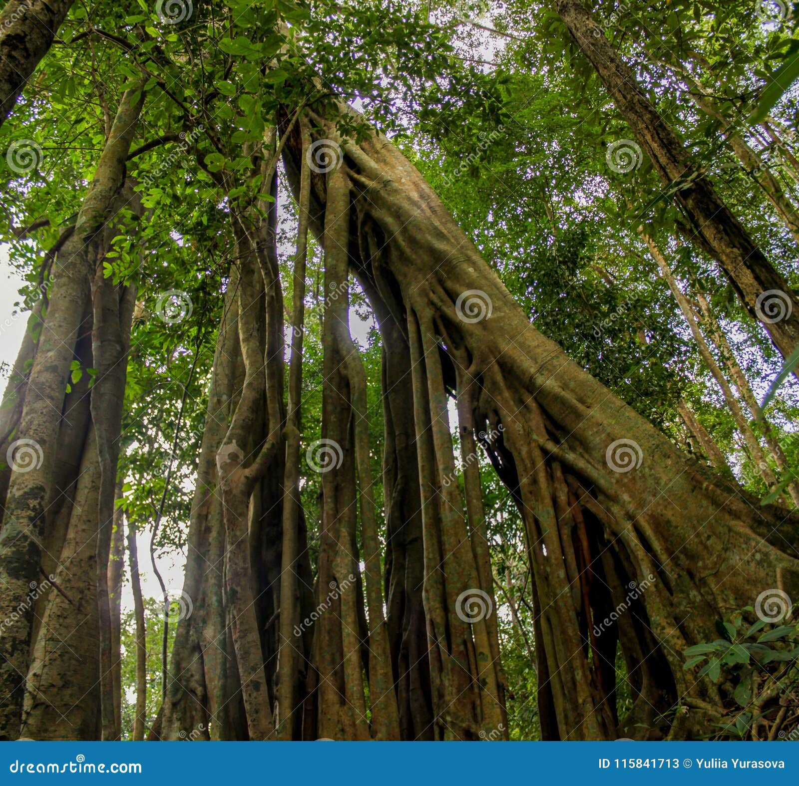 jungle forest banyan tree and lianas