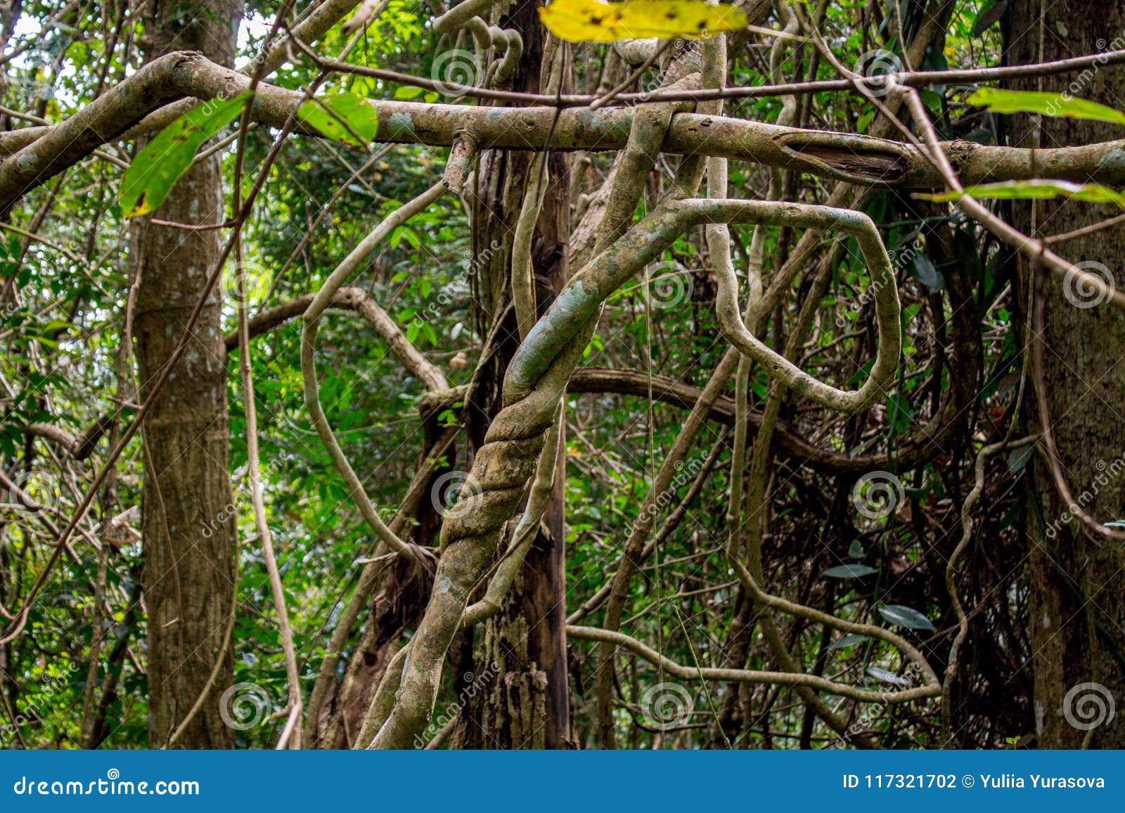 jungle forest liana long-stemmed woody vines