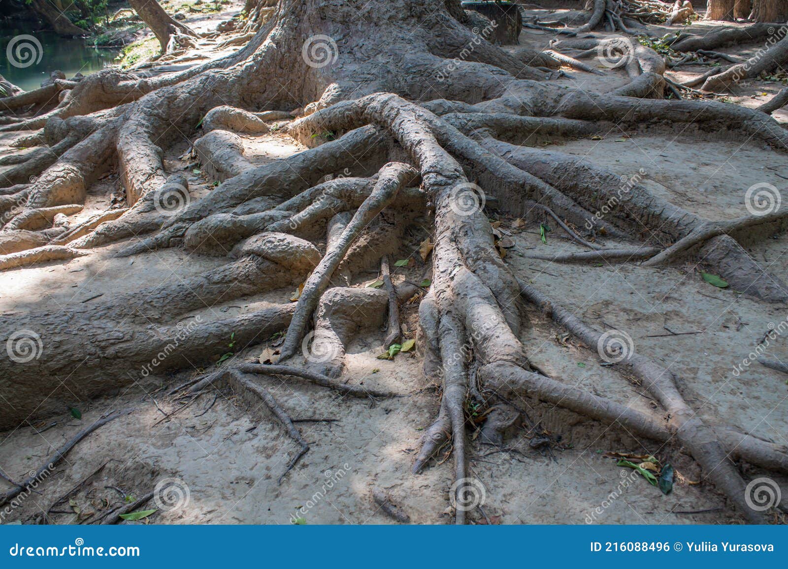 jungle forest mangrove tree roots in tropical rainforest