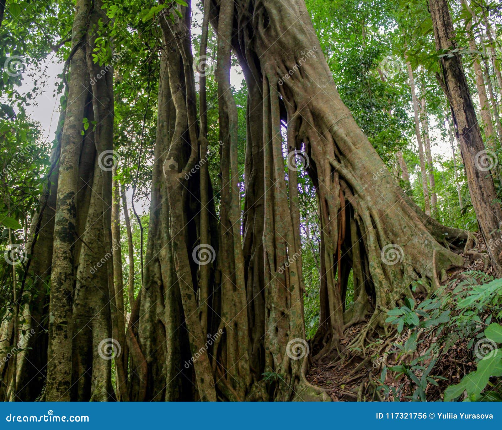 jungle forest tree banyan roots in tropical rainforest
