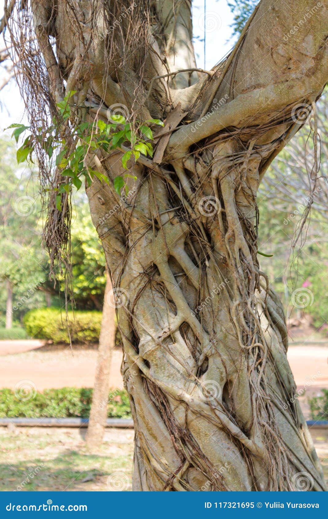 jungle forest tree covered by liana in tropical rainforest