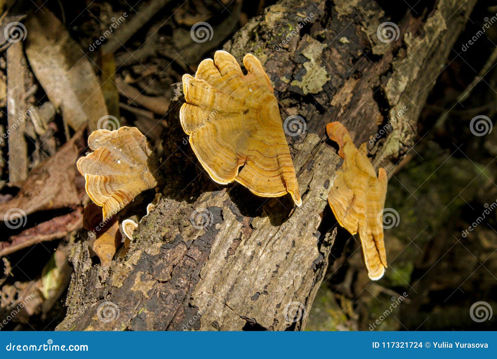 jungle forest tree with mushrooms
