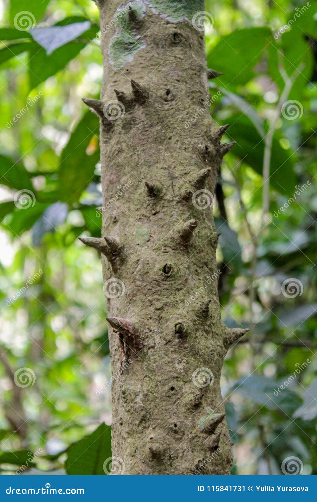 jungle forest tree with needle spikes